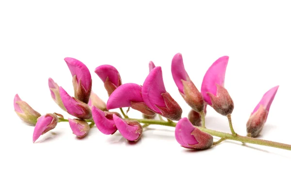 Rose acacia — Stock Photo, Image