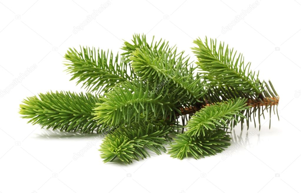 Pine branch