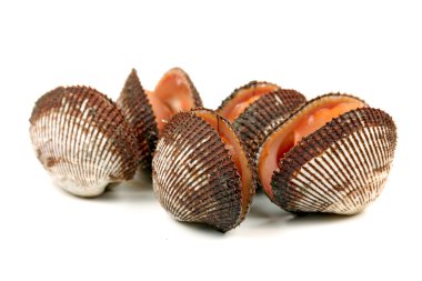 scapharca subcrenata beyaz zemin üzerine.