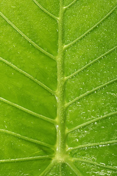 Green leaf texture background — Stock Photo, Image