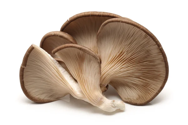 Oyster mushroom — Stock Photo, Image