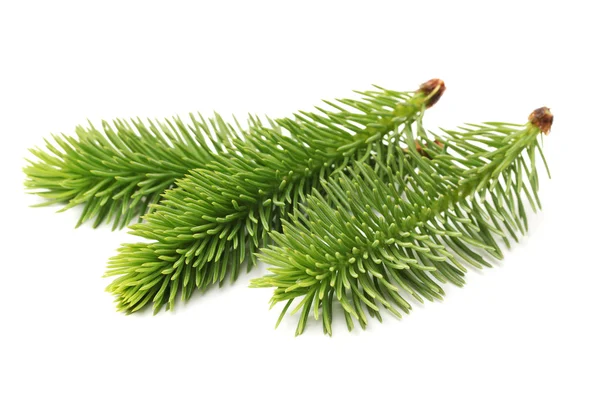 Pine branch — Stockfoto