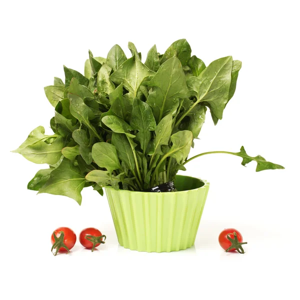 Spinach — Stock Photo, Image