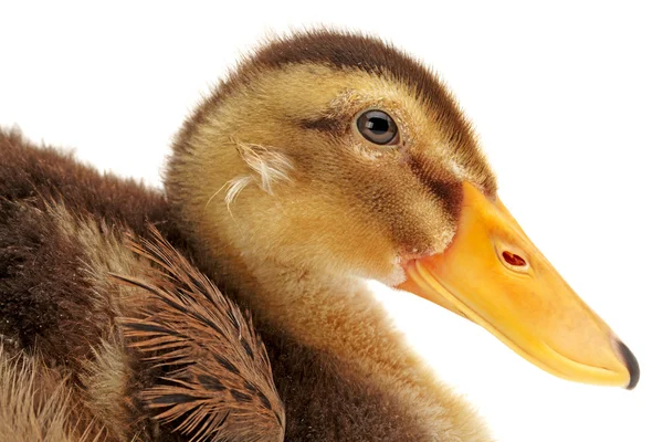 Cute duckling — Stock Photo, Image