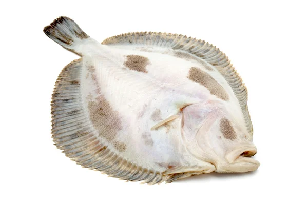 Pesce rombo — Foto Stock