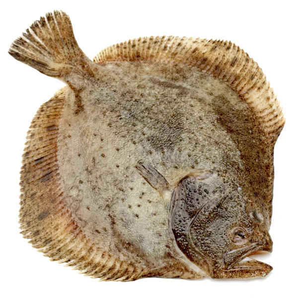 Turbot fish — Stock Photo, Image