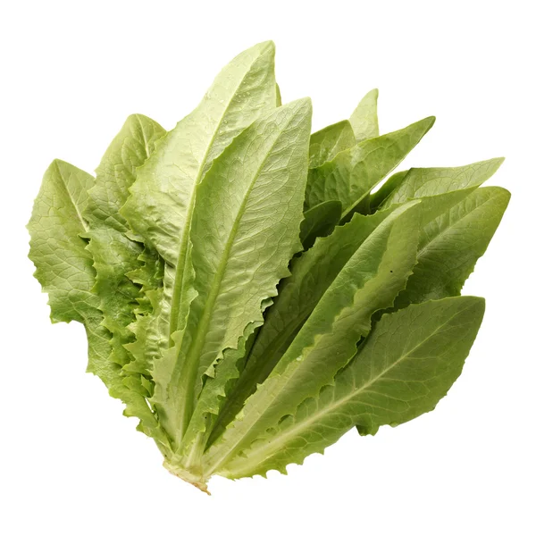 Lactuca sativa — Foto de Stock