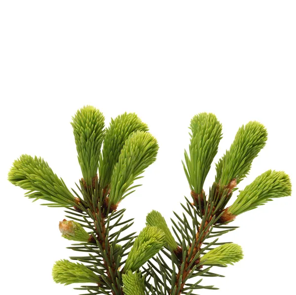 Pine branch — Stock Photo, Image