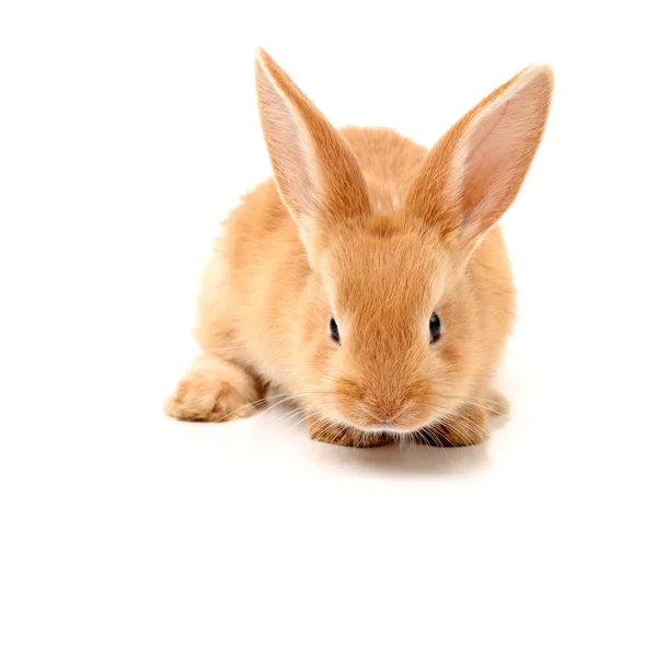 Turuncu tavşan — Stok fotoğraf