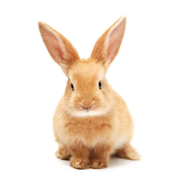 Oranje konijn — Stockfoto