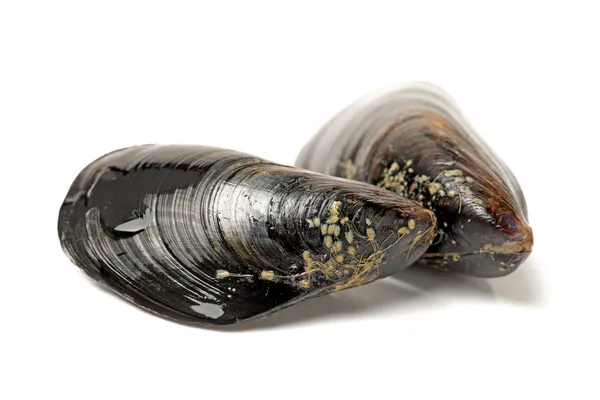 Cozze fresche isolate su fondo bianco. — Foto Stock