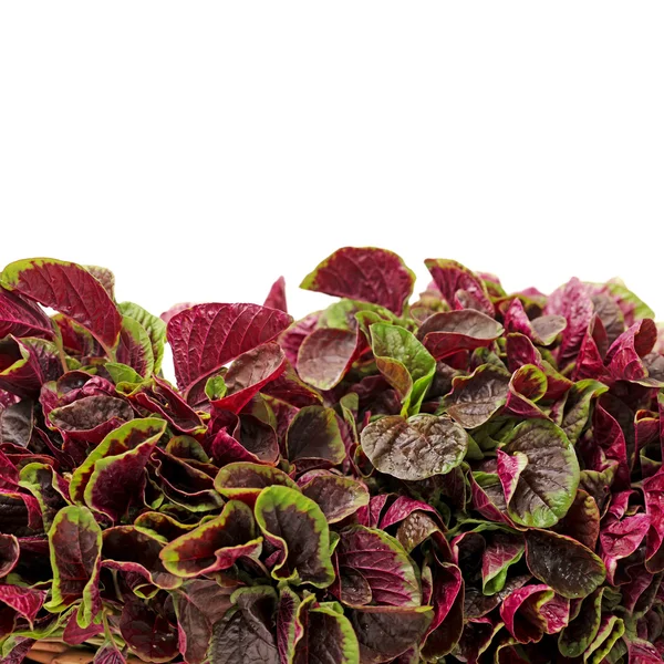 Amaranth — Stock Photo, Image