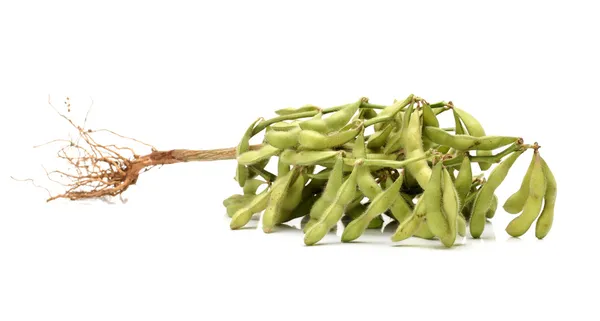 Chicco di soia verde su sfondo bianco — Foto Stock