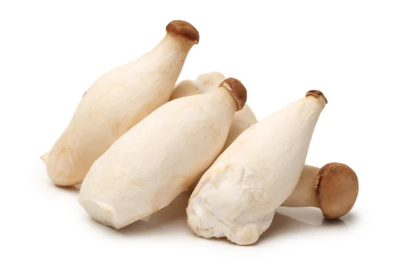 King Oyster Mushroom — Stock Photo, Image