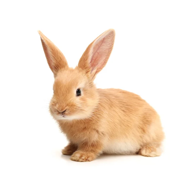 Oranje konijn — Stockfoto