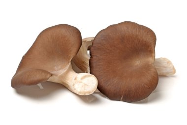 istiridye mantar