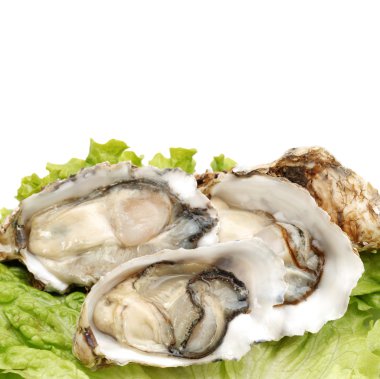 istiridye crassostrea gigas yenilebilir kabuk yumuşakça