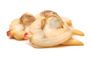 Clam et beyaz zemin üzerine