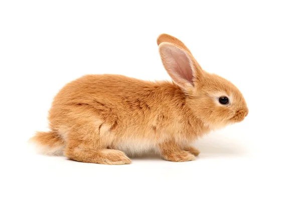 Orange rabbit Stock Photo by ©jianghongyan 29477257