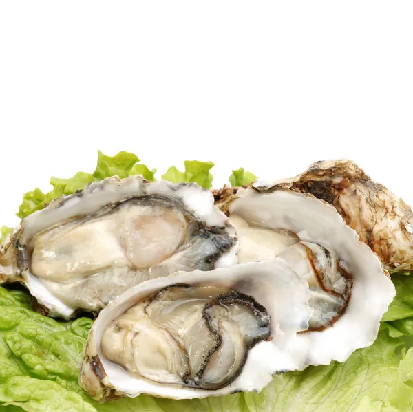 Oyster Crassostrea gigas edible shell mollusk — Stock Photo, Image