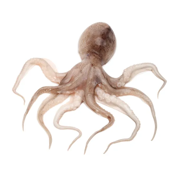 Pulpo — Foto de Stock