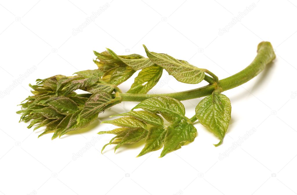 Green leaves on White Background