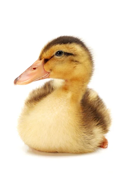 Duckling — Stock Photo, Image