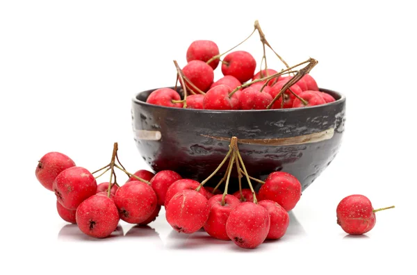 Ramo de ashberry — Fotografia de Stock
