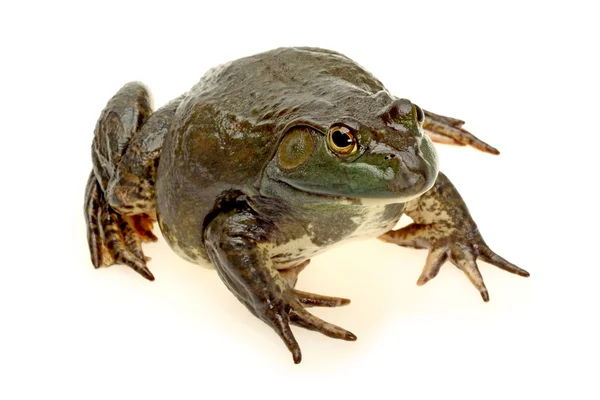 Rana toro, rana catesbeiana — Foto Stock