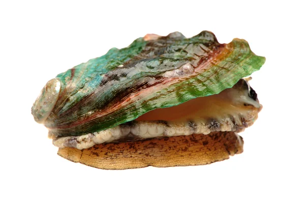 Raw abalone — Stock Photo, Image