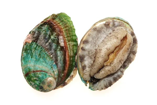 Ham abalones — Stok fotoğraf