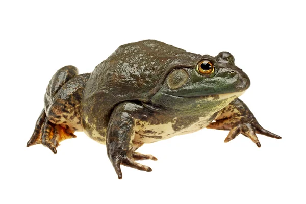 Rana toro, Rana catesbeiana — Foto de Stock