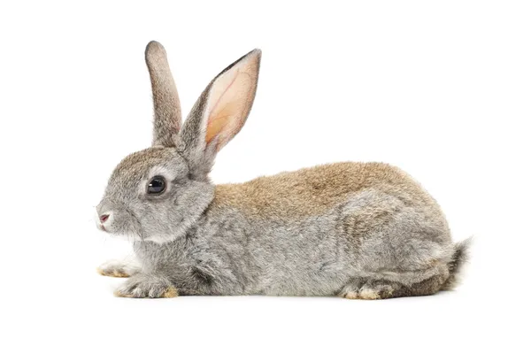 Grey rabbit — Stock Photo, Image