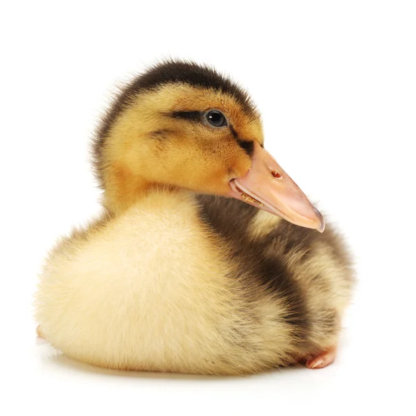 Duckling — Stock Photo, Image