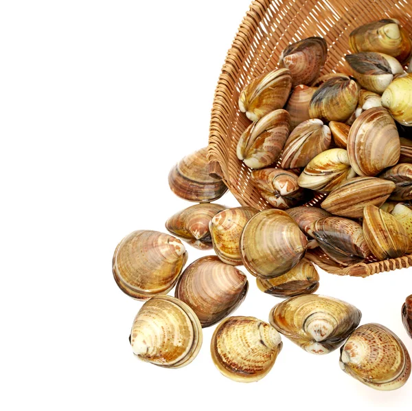 Vongole — Foto Stock