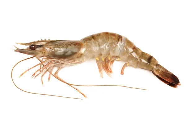 Raw shrimp isolated on white background — Stock Photo, Image