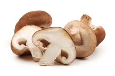 shiitake mantar beyaz zemin üzerine