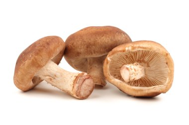 shiitake mantar beyaz zemin üzerine