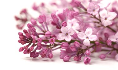 Beyaz arka planda izole edilmiş güzel leylak