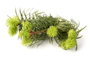 Beyaz arkaplanda çam dalı