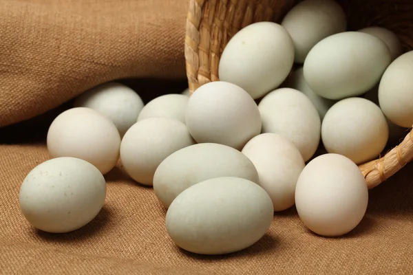 Kachní vejce — Stock fotografie