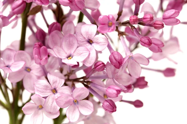 The beautiful lilac isolated on white background — Stock Photo, Image