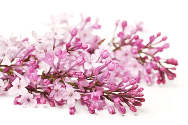 Le beau lilas isolé sur fond blanc — Photo