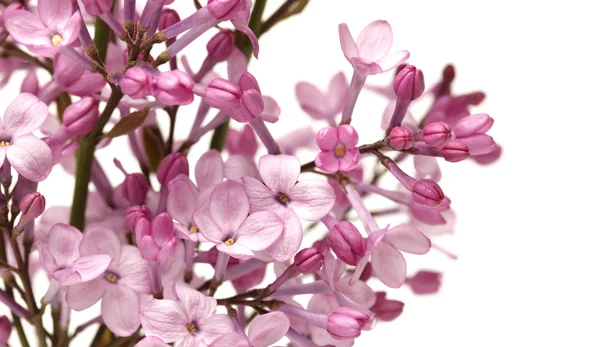 The beautiful lilac isolated on white background — Stock Photo, Image