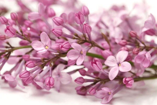 Le beau lilas isolé sur fond blanc — Photo