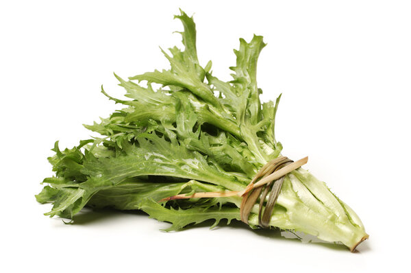 Sonchus on White Background