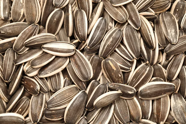 Sunflower seeds background — Stock Photo, Image