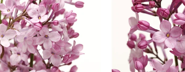 La bella lilla isolata su sfondo bianco — Foto Stock