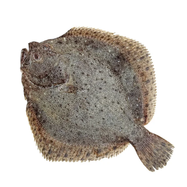 Turbot fish on white background — Stock Photo, Image