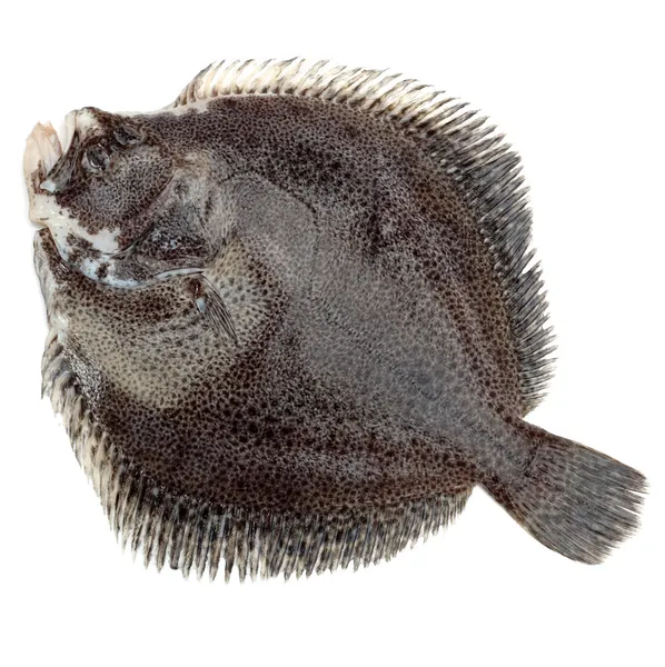 Риба турбот на білому тлі — стокове фото